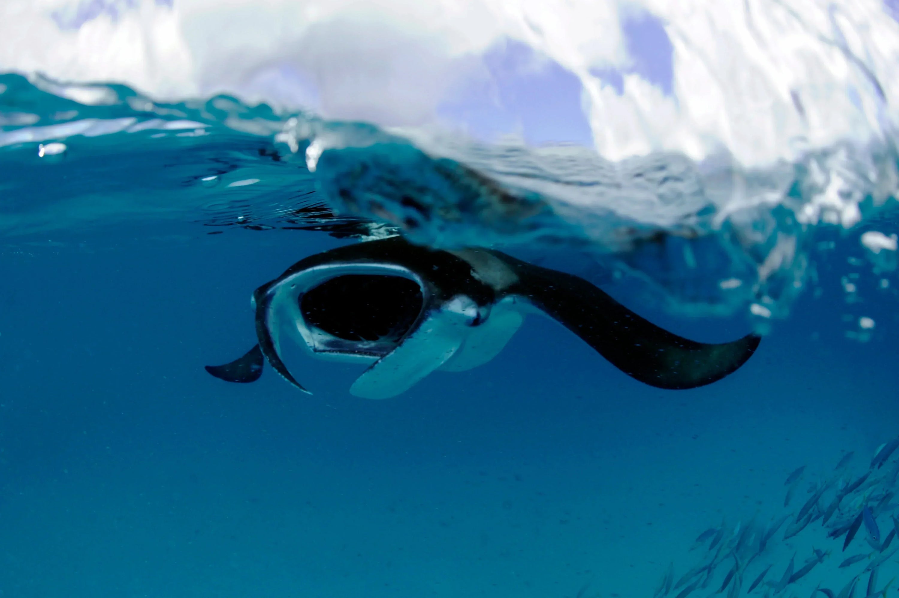 A Turning Point for the Ocean: Why 2025 Matters for Manta & Devil Rays
