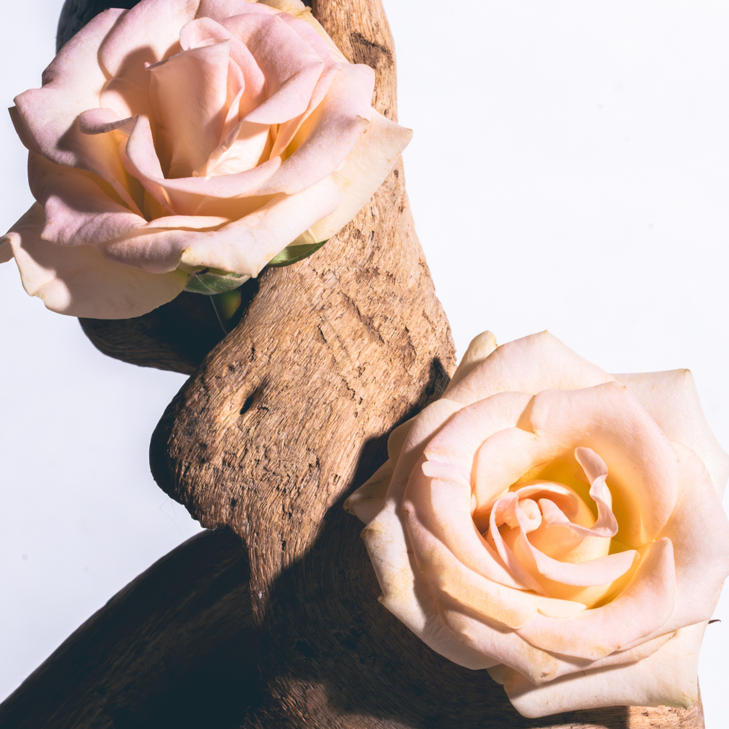 Cedar Rose Candle - Petite