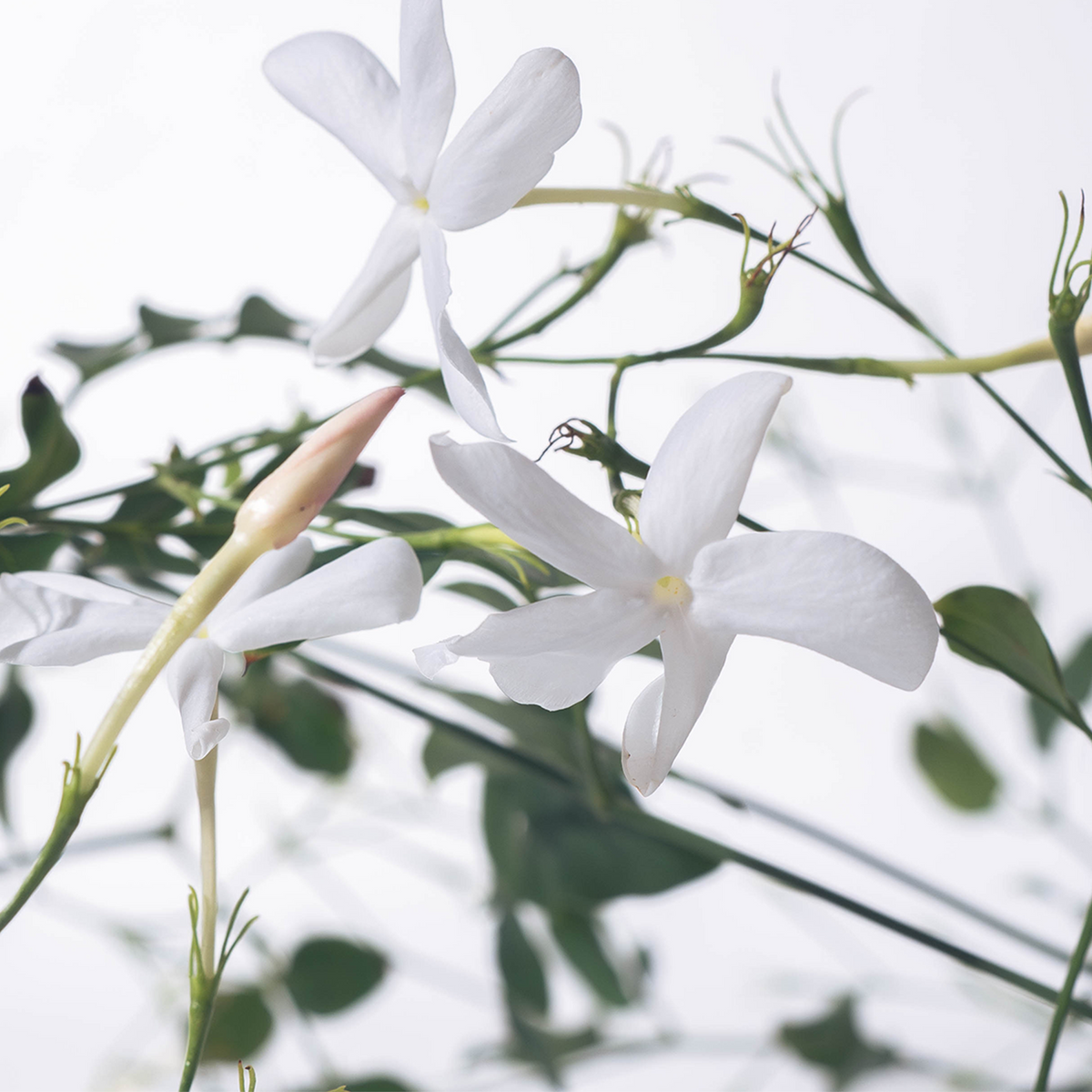 White Flora Room Spray